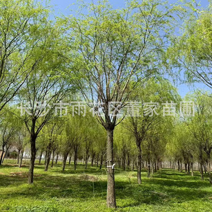 ����15���ִ��� �����е��䴹�����l�r