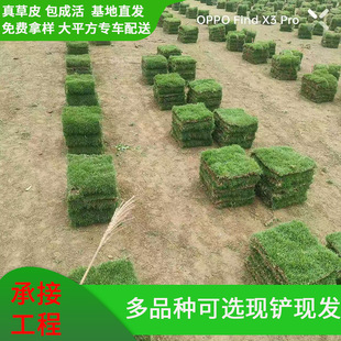Grassland Turf Four Seasons Green Green Land Villa Grass Taiwan Blanket Grass Villa Blanket Grass Manila Lawn