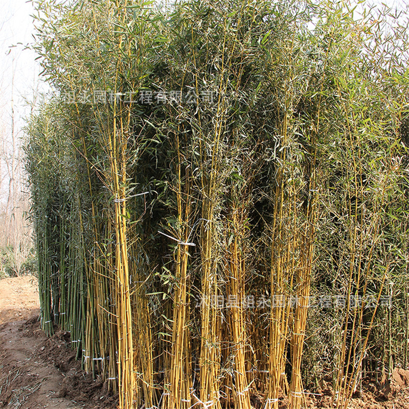 紫竹苗 金镶玉竹 青竹 竹苗竹根庭院观赏竹子耐寒四季长青竹批发