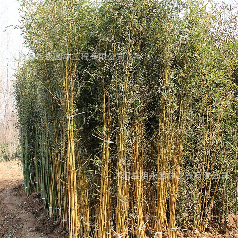Саженцы фиолетового бамбука, золотой нефритовый бамбук, зеленый бамбук, декоративный бамбук из корней, устойчивый к холоду вечнозеленый золотой бамбук оптом
