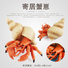 仿真海洋动物模型实心寄居螃蟹儿童早教认知节肢动物鱼缸装饰品
