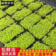 黄金佛甲草中华景天盆栽屋顶绿化庭院草坪耐寒耐热常青地被植物