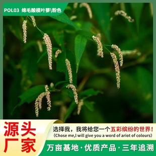 �ļ�ͨ�ÏS�Ҿdë��ģ�~ޤ�N�Ӿdë�Rޤ�� ���~ޤș���Ѳ��N�׻�