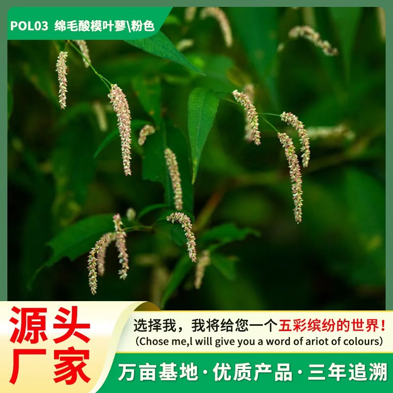 四季通用厂家绵毛酸模叶蓼种子绵毛马蓼籽 柳叶蓼药花籽播种易活