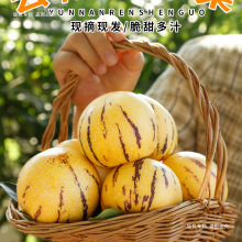 云南人参果圆果黄心水果新鲜大果人叁果黄肉人生果大果包邮