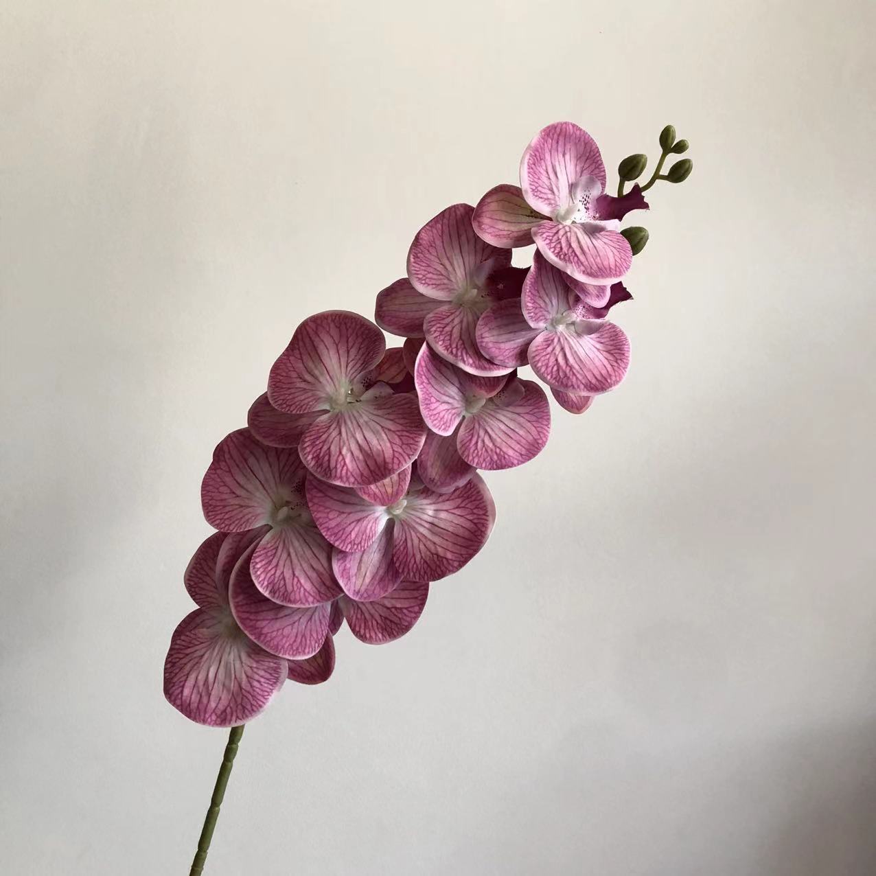 포도 보라색