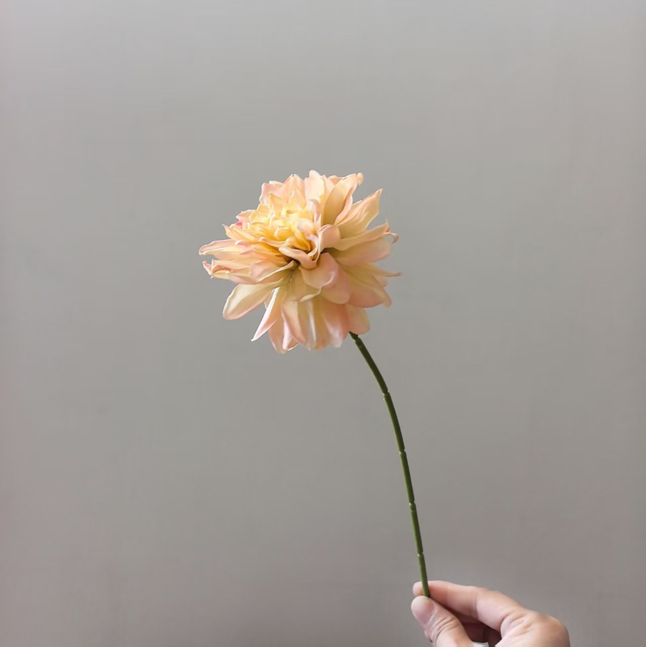 샴페인