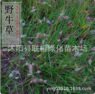 ů���Ͳ�ƺ�N�� Ұţ�ݷN�� ˮţ�ݷN�� ��ĥ���`̤ ����������