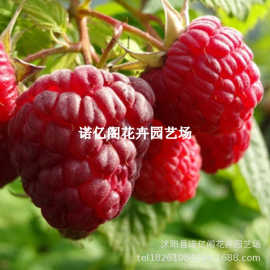 树莓苗双季树莓覆盆子树苗黄红树莓苗南方北方种植盆栽地栽果树苗