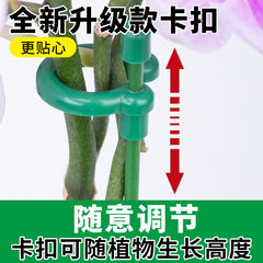 蝴蝶蘭專用花架支架植物盆栽花卉造型園藝支撐杆固定防倒伏護葉架