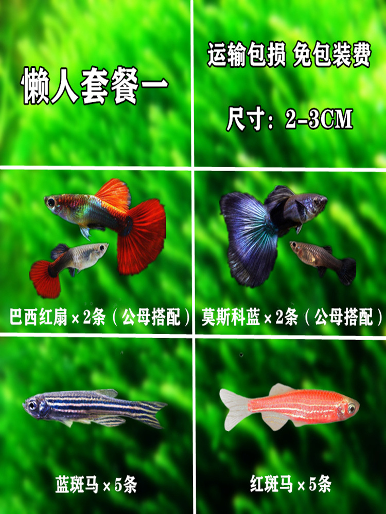 耐活的观赏鱼冷水红绿灯鱼清道夫淡水草缸热带鱼混养套餐小型