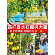 �ش���ˮ���ʘ��玧����ʳ���҃���ͥԺ�Nֲ�ļ��Y���V�|��������