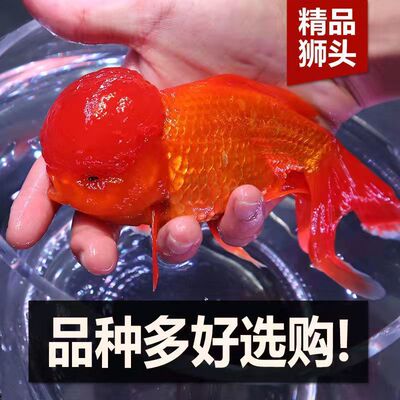 Cold water Watch Goldfish Lionhead Goldfish living thing freshwater Sizes Fry Pets living thing
