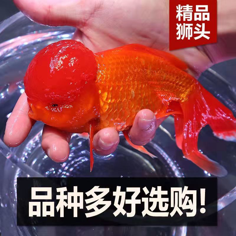 冷水觀賞金魚獅子頭金魚活體好養耐活淡水大中小型魚苗寵物活體魚