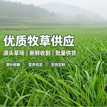 26年烘干果树草兔草提摩西烘干兔兔干草粮龙猫专用草荷兰猪草料豚