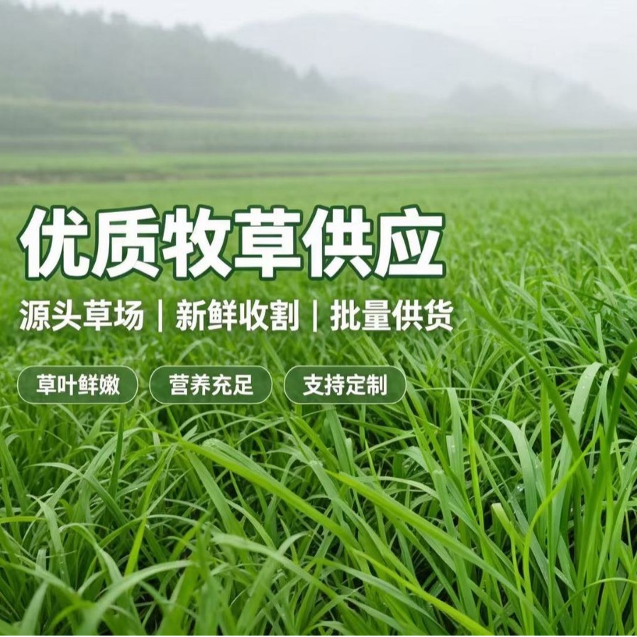 26年烘干果树草兔草提摩西烘干兔兔干草粮龙猫专用草荷兰猪草料豚