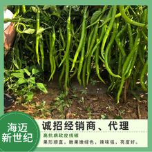 蔬菜種子批發廠家直銷 海邁新世紀線椒種子 辣椒種子二荊條種子