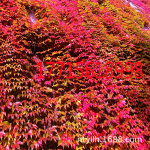 爬山虎爬藤植物四季爬山虎苗盆栽户外绿化三叶五叶爬墙爬山虎种子