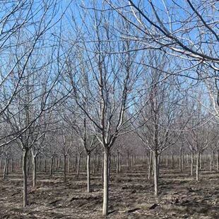 �G��������ľֱ�l ���~������� �е���  ��ƿ���ͳ���