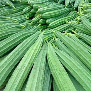 ����z�ϷN�Ѵ��＾��Ʒ�N����z�ϷN������ͥԺ�̨�ļ��߲˷N��