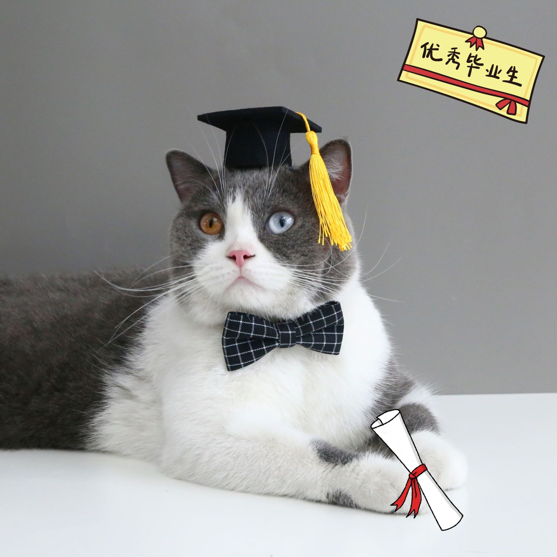 Mascota gato perro divertido doctor grado Cap headdress diadema Internet celebridad graduación sombrero de fieltro pajarita traje Caballero