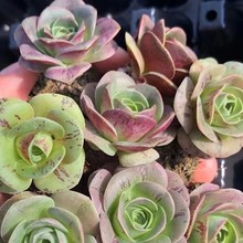 Ү_  ɽؾƱõ  ԽMwנ3-4cm