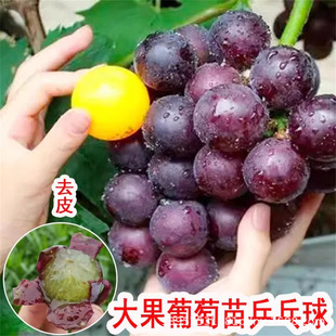 ꖹ�õ�����ј������ј��m�ؼt�������������ٱ��Ϸ��Nֲ����Y��