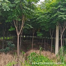 风景树批发优质栾树规格齐全绿化苗木栾树树苗批发价格