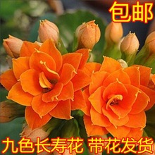 【带花苞发货】长寿花 长寿花盆栽 四季开花  花卉 盆栽 水培昕