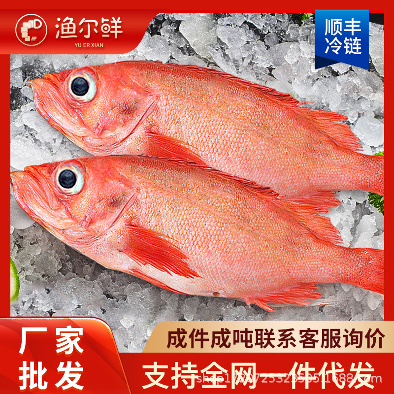 鲜冻红石斑鱼海捕龙胆鱼整条冷冻富贵鱼新鲜长寿鱼东星斑批发
