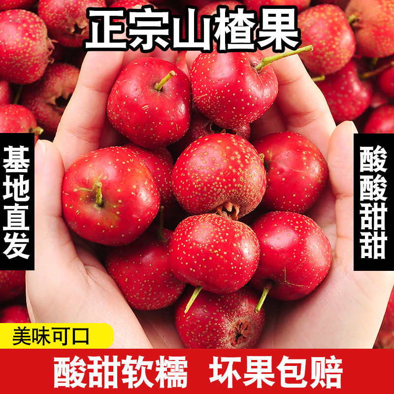 山楂果新鲜山楂鲜果2025年纯农家大山楂水果冰糖葫芦天然红果批发