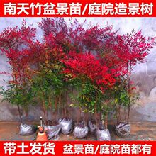 精品火焰南天竹四季红天竹盆景老桩树苗变色竹子庭院室内客厅阳台