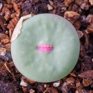 ✅ Succulent Apricot Cone Balcony Potted Plant Easy to Care for Butt Cone Flower Small Red Beak Large Red Beak Hairy Hani