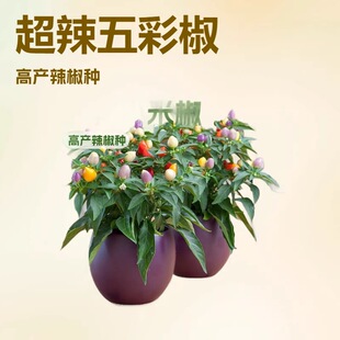 ��ʽ��N�ӳ��콷����С�׽��߮a�����̨�҃������ļ��߲˻��N��