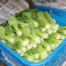 山東新鮮蔬菜小油菜當季應季蔬菜農家自種青菜新鮮采摘蔬菜包郵
