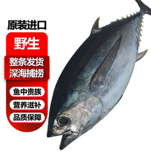 金槍魚整條批發藍鰭刺身新鮮黃鰭大目金槍肉炮彈魚炸彈魚冰鮮冷凍