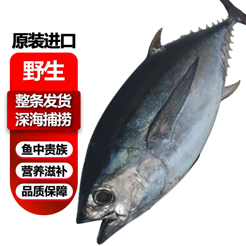 Whole Tuna Wholesale Bluefin Sashimi Fresh Yellowfin Bigeye Tuna Cannonball Fish Bomb Fish Chilled Frozen