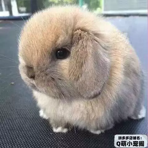 Маленький милый кролик, чашка чая, питомец