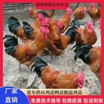 批发青脚鸡苗活体幼苗红毛公鸡农村放养走地鸡仔运输包成活黑脚鸡