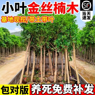 金丝楠木树苗正宗小叶桢楠大树南方北方种植四季常青庭院名贵苗木