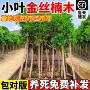 南方北方名贵小叶树苗