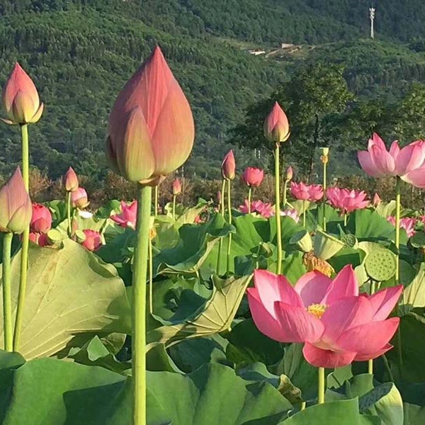 Декоративные саженцы из корня лотоса, водоповоротный пруд в горшке, саженцы лотоса, съедобные саженцы из корня лотоса, саженцы лотоса, саженцы из корня лотоса