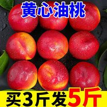 【爆甜】现摘黄心大油桃5斤新鲜水果黄肉油桃子整箱批发非水蜜桃