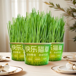 Lazy Cat Grass Canned Hydroponic Soil-Free Hair Removal Ball to Aid Digestion Snacks Instant Noodles Cat Grass Potted Food Instant Noodles Cup Bowl