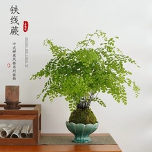 �F��ާ����̦�\��ˮ��ֲ���҃ȾGֲ�����ļ�������Bާ��辰���P