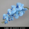 9 new film Phalaenopsis new blue