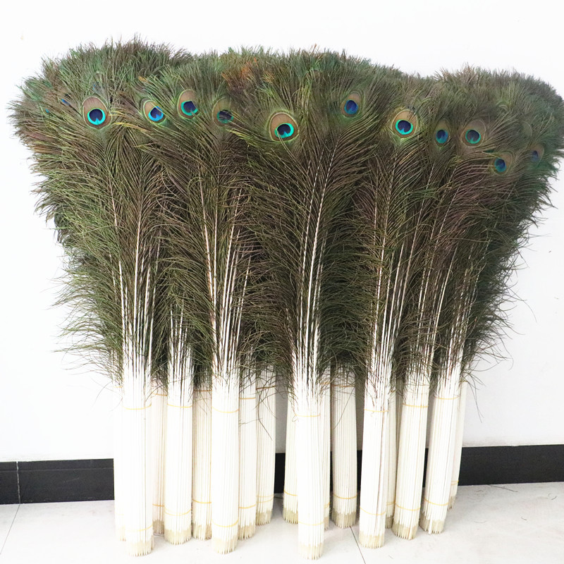Peacock Hair Long Peacock Feather Real Peacock Tail Feather Flower Decoration Feather Home Decoration Spot