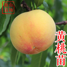 �S���� ��N�\���Sõ���S����0�ձ��S�F�����S�\������S�Ҙ���