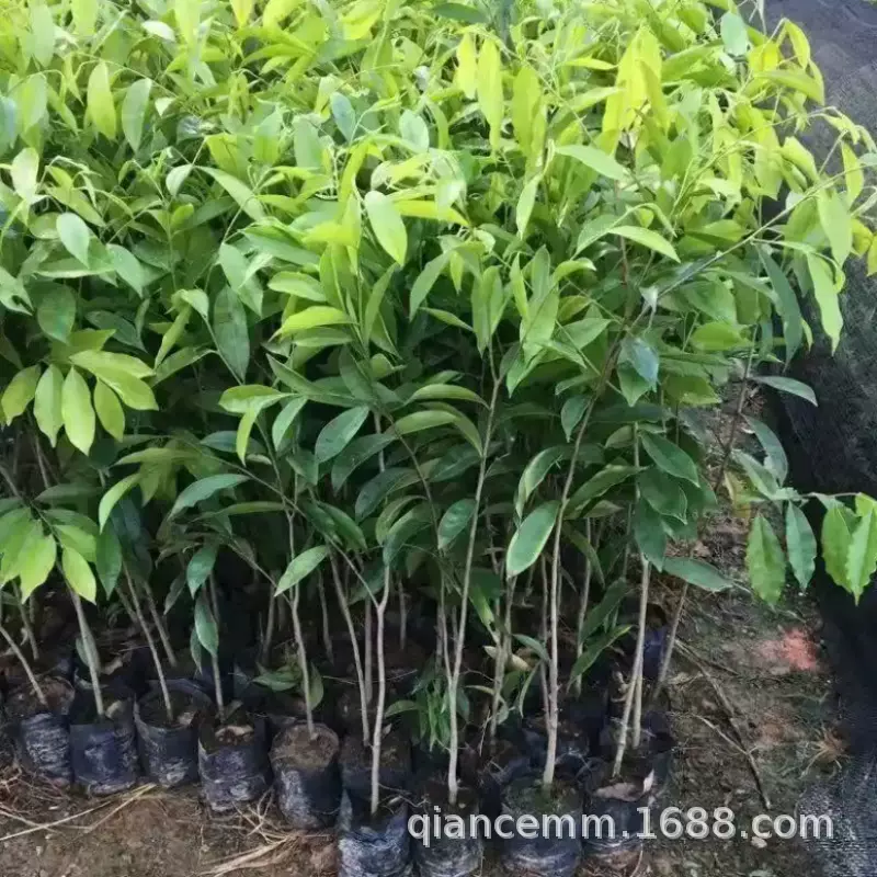 正宗黄花梨树苗盆栽金丝楠木树苗沉香树苗小叶紫檀树苗带原土发货