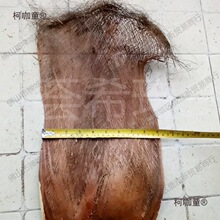 棕树皮棕衣棕毛棕榈衣棕丝棕片棕皮装饰绿萝棒椰棕棒茅屋用麦太保